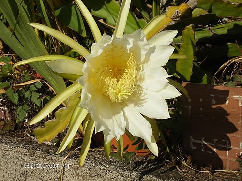 咲く花
