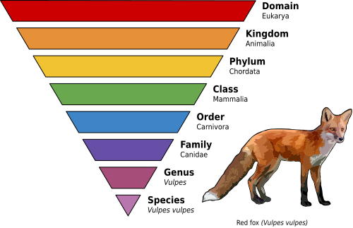キツネ(Vulpes vulpes)の主な分類階級を示すグラフ
