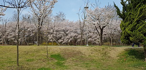 桜が咲く（2018年4月）