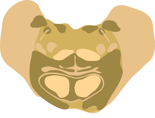 下部橋の断面図（顔面膝の高さ）