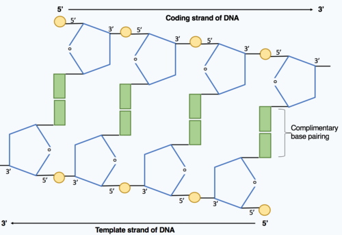DNA分子内の2本のポリヌクレオチド鎖が、相補的な塩基対間の水素結合によって結合している様子を示しています。一方の鎖は5'から3'の方向に伸びており、相補鎖は逆平行であるため、3'から5'の方向に伸びています。