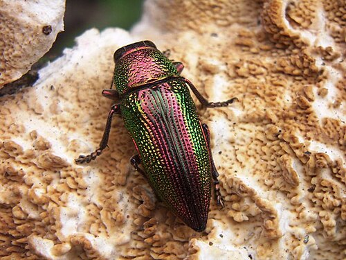 インドのプネーで発見された正体不明の種
