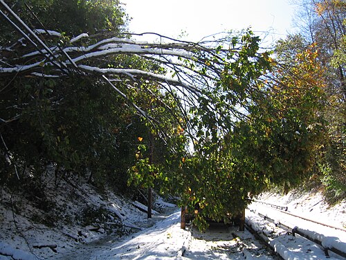 雪に覆われた線路の横に、緑と黄色の葉が電線で吊り下げられた倒れた木。