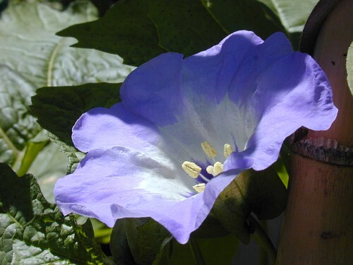 ニカンドラ・フィサロデスの花