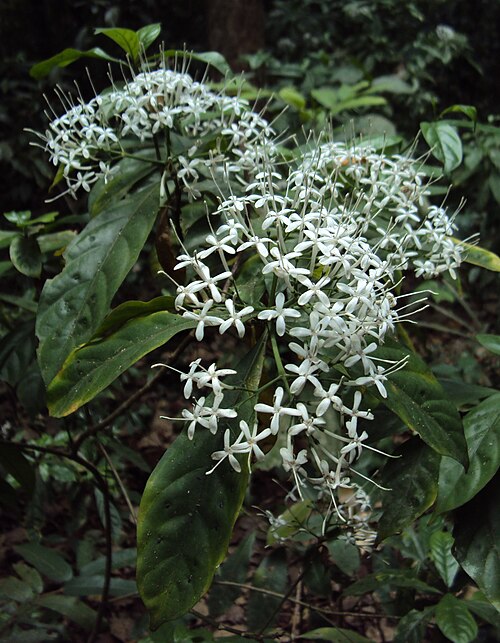 Pavetta indica
