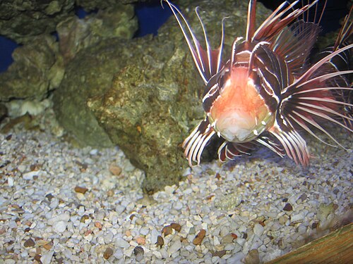 水族館のミノカサゴ（Pterois radiata）。