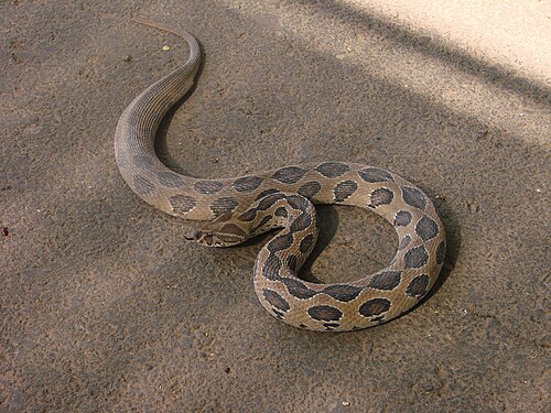 ラッセルクサリヘビ Daboia russelii