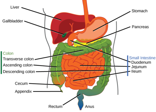 大腸と小腸の部分を含む、ラベル付きの腹部解剖図。