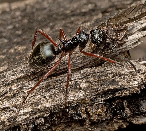 オーストラリアのドリー アント (Dolichoderus driae)