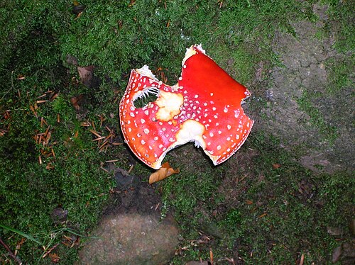 ギフォードランドに生息するベニテングタケ（Amanita muscaria）は、ナメクジによって被害を受けている。