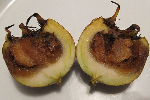 半分に切った果実には、食べられることを示す茶色の「斑点」が見られる。