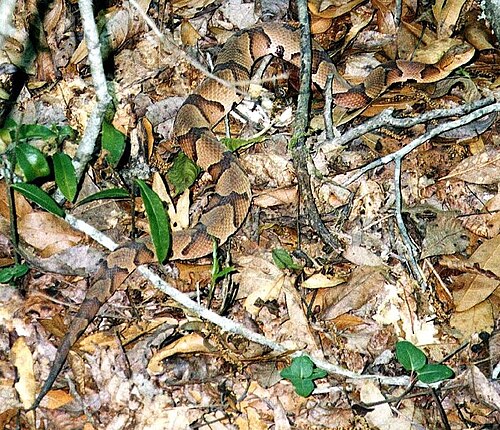 東部マムシ (A. contortrix) は、生息域の南限であるフロリダ州リバティ郡で、枯れ葉に隠れてカモフラージュしている。