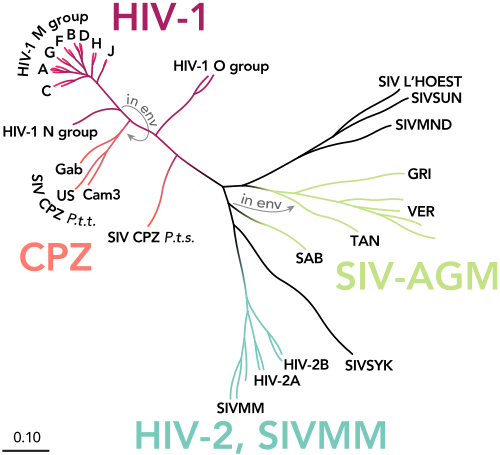 SIVおよびHIVウイルスの系統樹(HIV-2を含む)