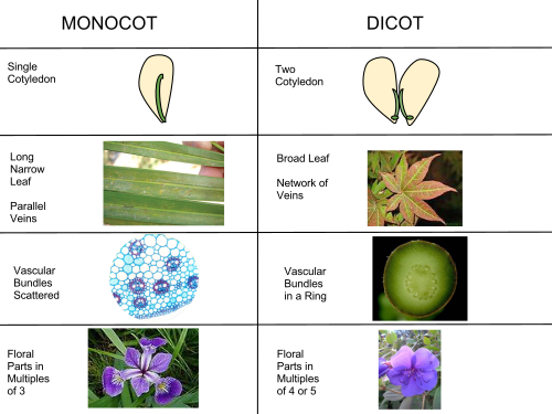 単子葉植物と双子葉植物の違いを示す図解