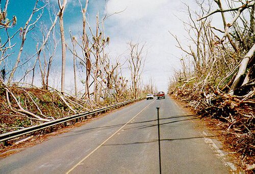 倒れた木々に囲まれた道路