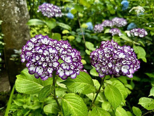 明月院の珍しい花々