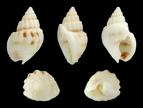 Nassarius (Plicarcularia) fissilabris