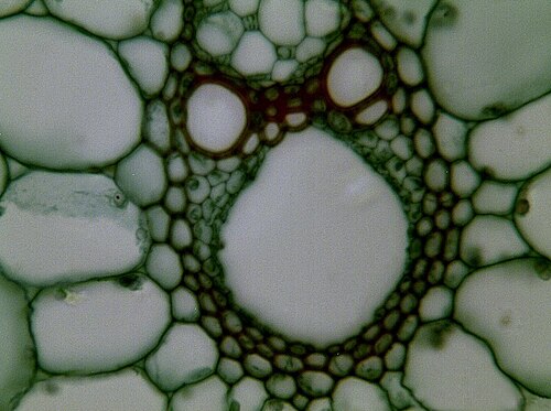 茎の断面を400倍に拡大した画像