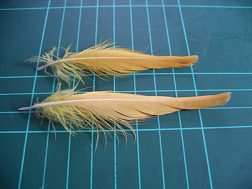 キバタン（Cacatua citrinocristata）の冠羽（1cmグリッド上）