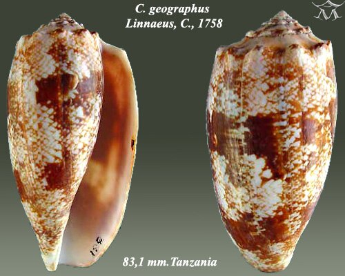 Conus geographus Linnaeus、C.、1758
