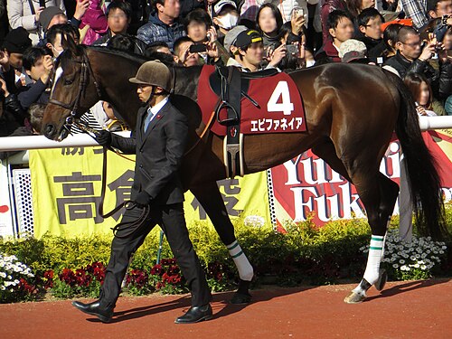 大阪杯のパドックにて
