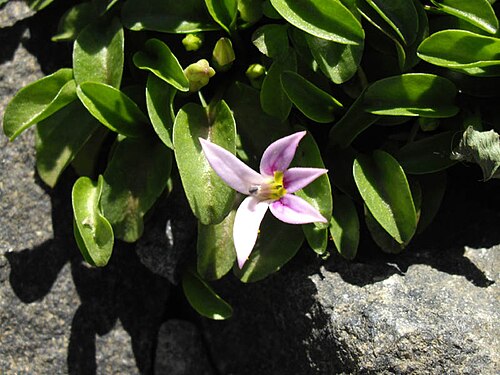 緑の葉と岩に囲まれたピンクの花
