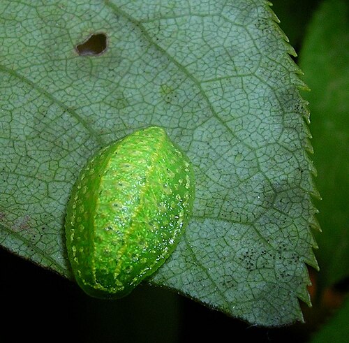 典型的な体型を示すキバナナメクジの幼虫