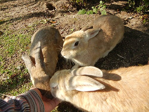 手で餌を与えられている3匹のウサギ