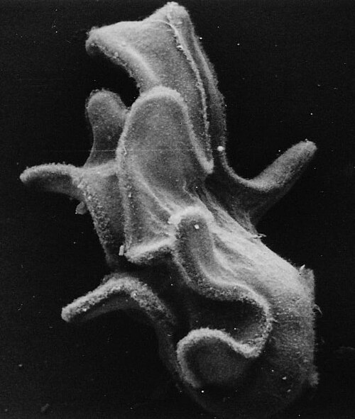 ビピンナリア幼虫のSEM