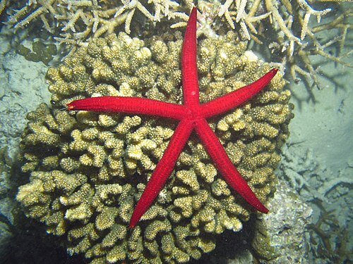 ライアスター スペシオサス