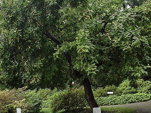 セイヨウカリンの木