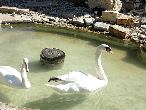 フィリップス公園の白鳥