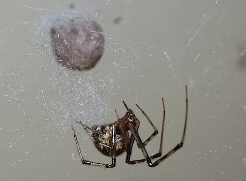 アメリカイエグモ、Parasteatoda tepidariorum、クモの巣に棲むクモ