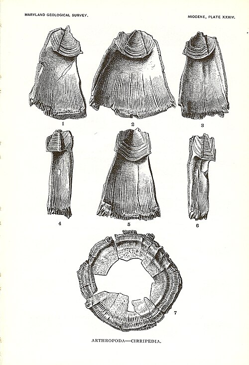 中新世のフジツボ、Balanus concavus、メリーランド州産、1904年