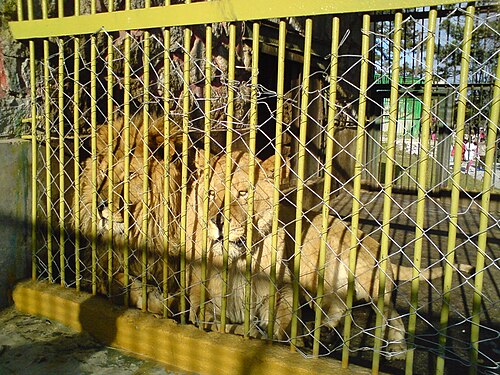 動物園に住んでいる2頭のライオン。