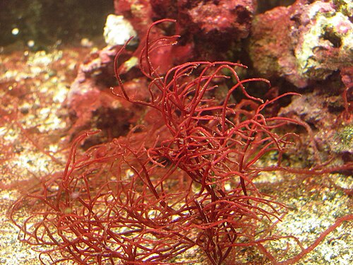 Gracilaria sp. (オゴノリ科: オゴノリ目)
