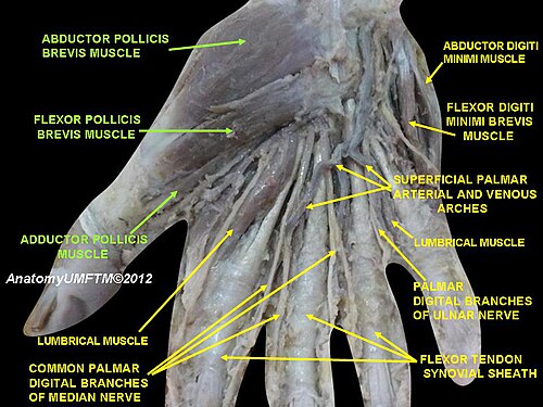 Adductor pollicis muscle