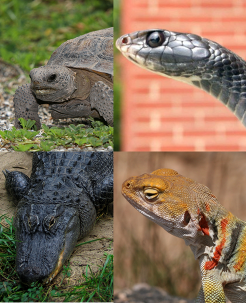 爬虫類の画像 4 枚のコラージュ: 左上隅にゴファーガメ、右上隅にガータースネーク、右下隅にトカゲ、左下隅にアメリカワニ。