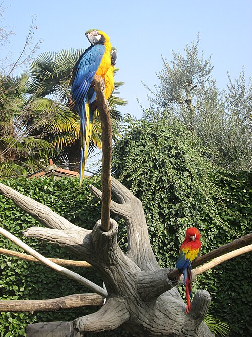 ルリコンゴウインコとアカコンゴウインコ