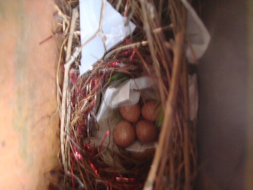 ブラジルのサンパウロ州北部の住宅にある郵便受けの鳥の巣。建設にはビニール袋、小枝、羽が使われていることに注目してください。