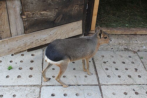 パタゴニアマラ