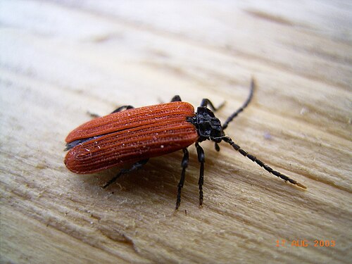 カブトムシ（Platycis minutus）