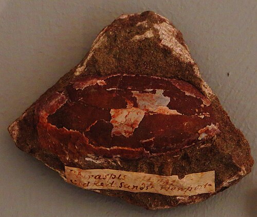 P. rostrata の化石