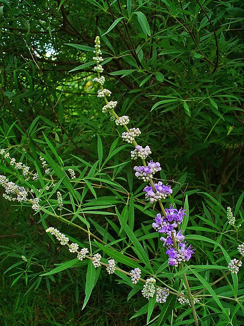 Vitex agnus-castusの花序には枝があり、それぞれが花序である。