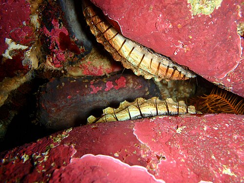 2つの岩の間の隙間から見えるHaliotis rubraの標本2つ