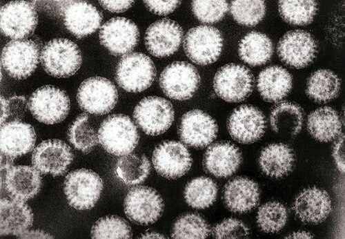 多くのロタウイルス粒子が密集しており、それらはすべて似たような外観をしている。
