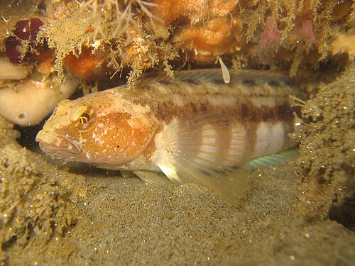 スクリップス渓谷で撮影されたシマヒラヒワ（Rathbunella hypoplecta）