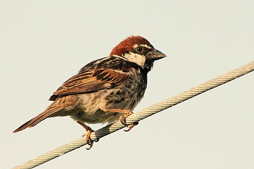 スペインスズメ Passer hispaniolensis