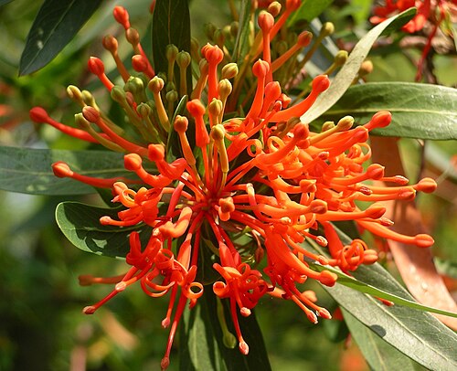 エンボトリウムの花