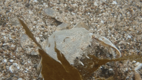 Ovalipes catharus が海底の緩い小石の砂の中に後退し、6.5 秒間かけて後ろから前まで完全に身を隠している様子をとらえたビデオ。ビデオは、カニの向きに対して右に約 45 度の角度で正面から撮影されています。ショットの前景には茶色がかった海藻が見えます。